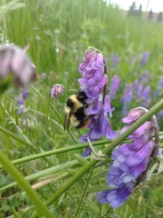 Bombus frigidus