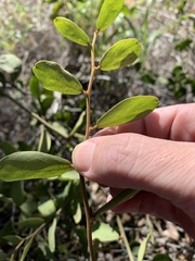 Capparis lasiantha