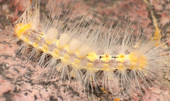 Orgyia leuschneri