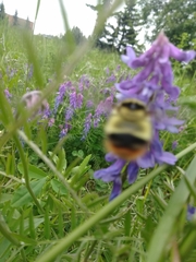 Bombus frigidus