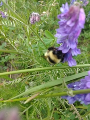 Bombus frigidus