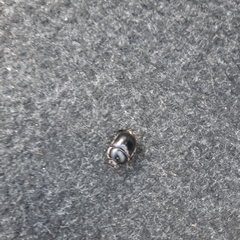 Geotrupes stercorarius