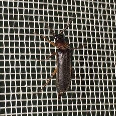 Selonodon