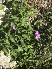 Glandularia maritima