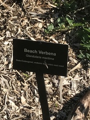 Glandularia maritima