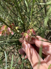 Dodonaea stenophylla