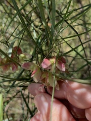 Dodonaea stenophylla