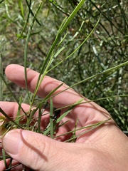 Dodonaea stenophylla