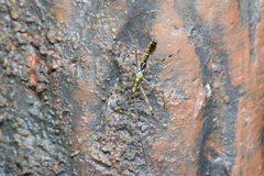 Endochus cingalensis