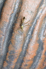 Endochus cingalensis