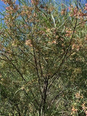 Dodonaea stenophylla
