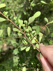 Erythroxylum australe