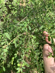 Erythroxylum australe