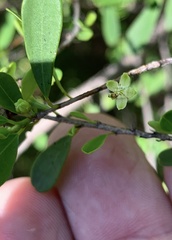 Erythroxylum australe