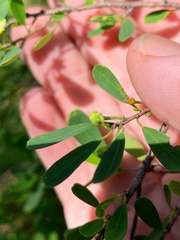 Erythroxylum australe
