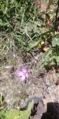 Clarkia lassenensis
