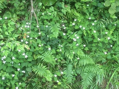 Houttuynia cordata