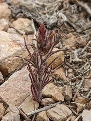 Cordylanthus kingii helleri