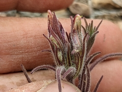 Cordylanthus kingii helleri