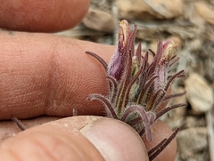 Cordylanthus kingii helleri