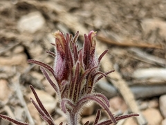 Cordylanthus kingii helleri