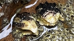 Saccostrea