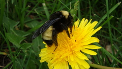 Bombus pensylvanicus