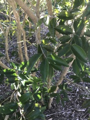 Eugenia axillaris