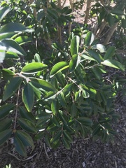Eugenia axillaris