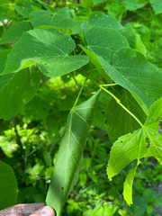 Pantographa limata