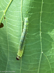 Pantographa limata