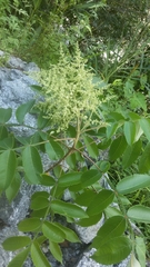 Rhus javanica