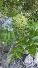 Rhus javanica