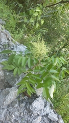 Rhus javanica