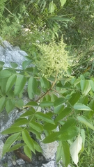 Rhus javanica