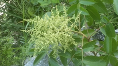 Rhus javanica