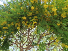 Conzattia multiflora