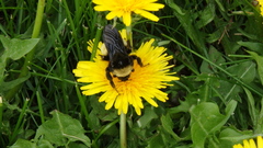 Bombus pensylvanicus