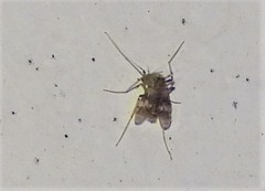 Psectrotanypus dyari