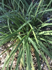 Zephyranthes simpsonii