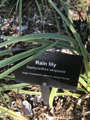 Zephyranthes simpsonii