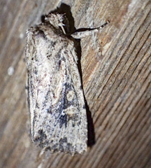 Dasygaster nephelistis