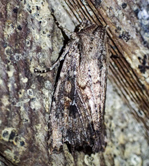 Dasygaster nephelistis