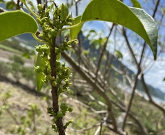 Excoecaria agallocha