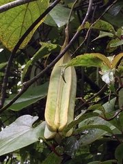 Aristolochia griffithii