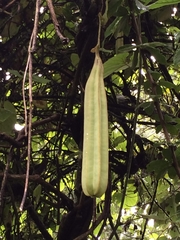 Aristolochia griffithii