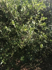 Eugenia axillaris