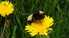 Bombus pensylvanicus