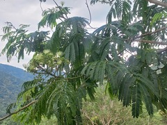 Albizia myriophylla