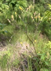 Hieracium marianum